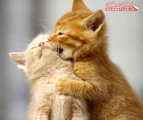لحظات عاشقانه،عکس حیوانات،لحظات عاشقانه،علحظات عاشقانه،عکس حیوانات،لحظات عاشقانه،عکس جذاب،عکس جدیدکس جذاب،عکس جدید