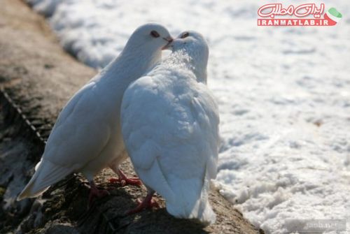 لحظات عاشقانه،عکس حیوانات،لحظات عاشقانه،عکس جذاب،عکس جدید