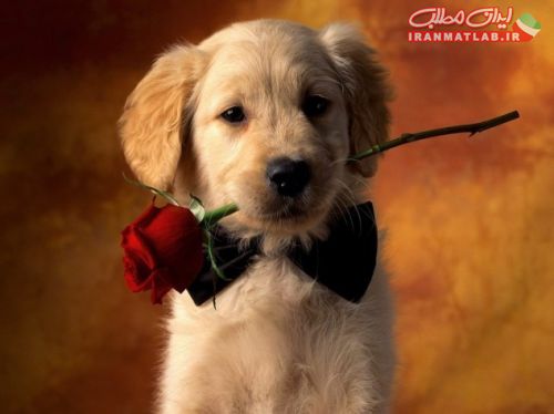 لحظات عاشقانه،عکس حیوانات،لحظات عاشقانه،عکس جذاب،عکس جدید