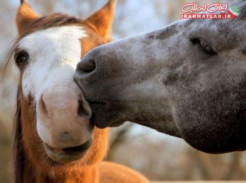 لحظات عاشقانه،عکس حیوانات،لحظات عاشقانه،عکس جذاب،عکس جدید