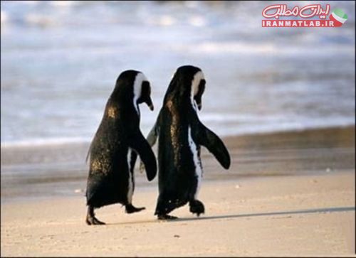 لحظات عاشقانه،عکس حیوانات،لحظات عاشقانه،عکس جذاب،عکس جدید