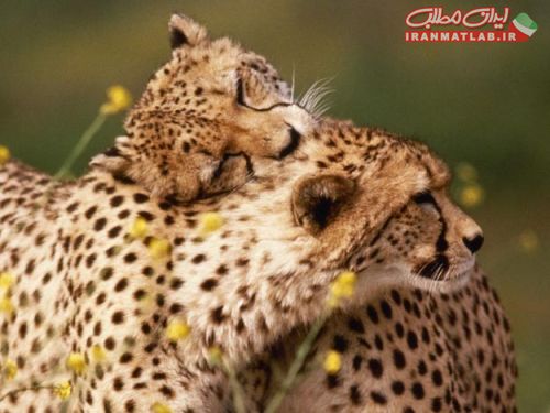 لحظات عاشقانه،عکس حیوانات،لحظات عاشقانه،عکس جذاب،عکس جدید