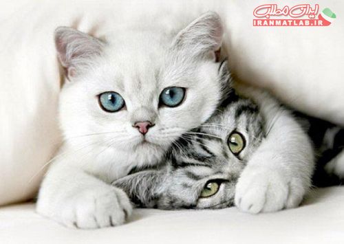 لحظات عاشقانه،عکس حیوانات،لحظات عاشقانه،عکس جذاب،عکس جدید
