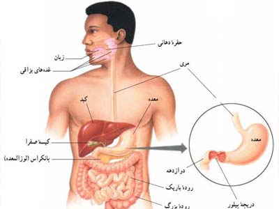 جذب غذا،هضم غذا،مراحل جذب غذا،بدن انسان،اعمال گوارشی،گوارش،مقاله پزشکی