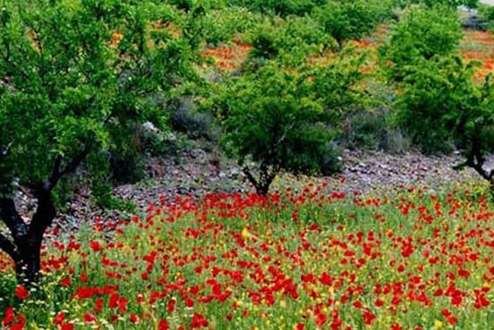 ایالت آندلس،جاذبه گردشگری،ایالت آندلس اسپانیا،جاذبه گردشگری،اسپانیا،اسپانیا،گردشگری جهان