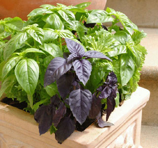 پرورش ریحان, روش کاشت ریحان, انواع ریحان, طریقه کاشت ریحان, آفت های گیاه ریحان, انواع ریحان, نحوه کاشت سبزیجات, انواع گیاهان،گل و گیاه