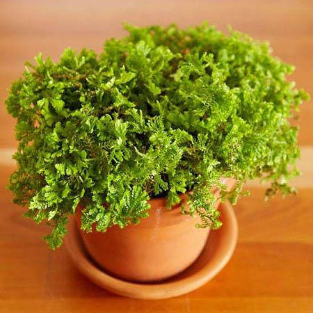 معرفی بهترین گیاهان, بهترین گیاهان برای تراریوم, تراریوم, ساخت تراریوم