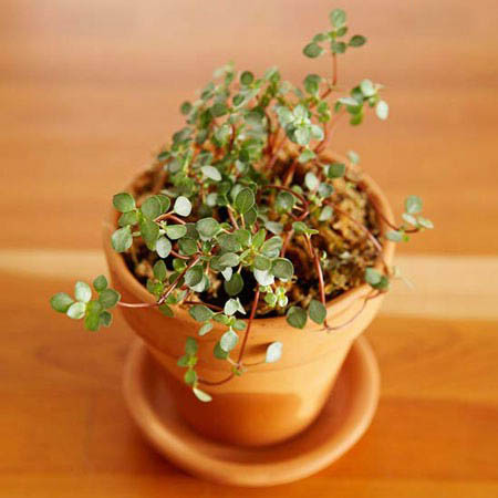 معرفی بهترین گیاهان, بهترین گیاهان برای تراریوم, تراریوم, ساخت تراریوم