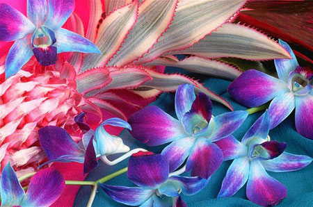 گل,گلهای زیبا,گلهای عجیب غریب