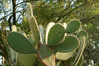 کاکتوس, پرورش کاکتوس, تکثیر کاکتوس, مامیلاریا, کاکتوسهای اوپنسیه, اکینو کاکتوس, پرورش گیاهان, پرورش گیاهان آپارتمانی کاکتوس, پرورش کاکتوس, تکثیر کاکتوس, مامیلاریا, کاکتوسهای اوپنسیه, اکینو کاکتوس, پرورش گیاهان, پرورش گیاهان آپارتمانی