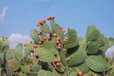 کاکتوس, پرورش کاکتوس, تکثیر کاکتوس, مامیلاریا, کاکتوسهای اوپنسیه, اکینو کاکتوس, پرورش گیاهان, پرورش گیاهان آپارتمانی کاکتوس, پرورش کاکتوس, تکثیر کاکتوس, مامیلاریا, کاکتوسهای اوپنسیه, اکینو کاکتوس, پرورش گیاهان, پرورش گیاهان آپارتمانی