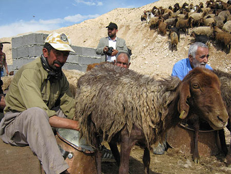 شیر دوشی, آیین سنتی شیردوشان