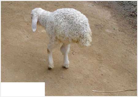 حیوانات جهش یافته عجیب و غریب 