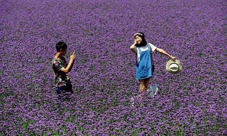عکسهای جالب,عکسهای جذاب,باغ گل های بنفش 