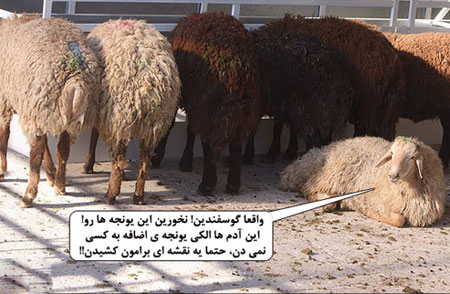 عکس خنده دار عید قربان , طنز عید قربان 