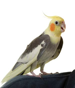 عروس هلندی