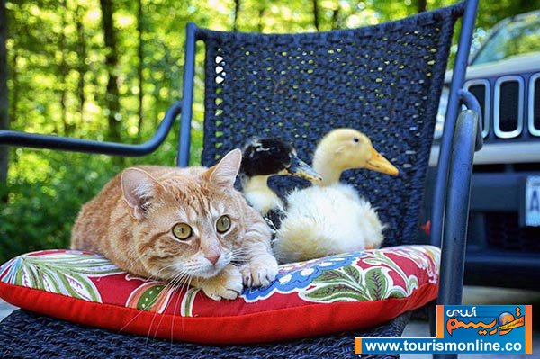 اخبارگوناگون,خبرهای گوناگون,خانواده 9 نفره