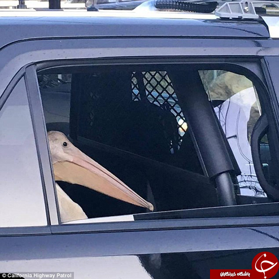 اخبارگوناگون,خبرهای گوناگون,پلیکان 