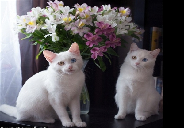 اخبارگوناگون,خبرهای گوناگون,گربههای دوقلو اخبارگوناگون,خبرهای گوناگون,گربههای دوقلو