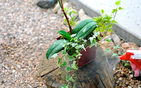گردگیری گیاهان آپارتمانی,نحوه گردگیری گیاهان