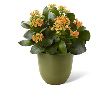 نحوه نگهداری و تکثیر گیاهان,نکاتی برای نگهداری گل و گیاه در خانه