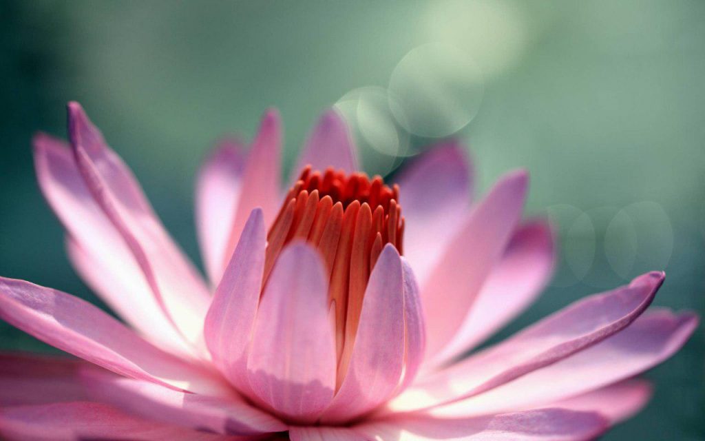 عکس گل برای پروفایل,گل رمانتیک