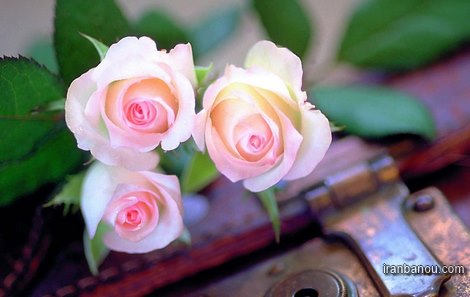 گل رز سفید عکس گل رز زرد