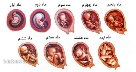 هر ماه بارداری چند هفته است؟