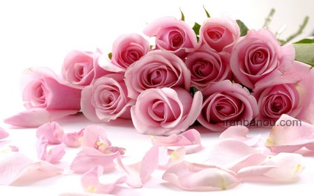 عکس گل برای پروفایل واتساپ