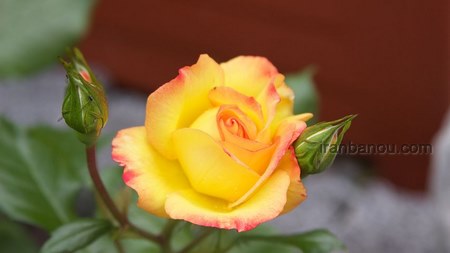 عکس گل عشق