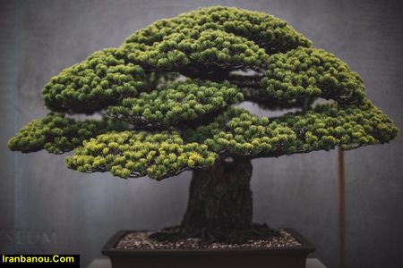 شرایط نگهداری بونسای آبیاری بونسای