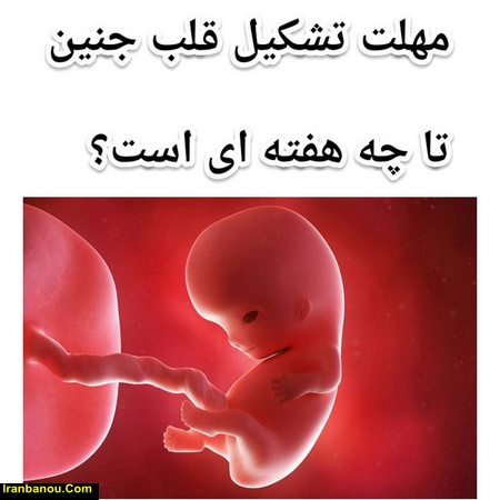 چرا قلب جنین تشکیل نمی شود