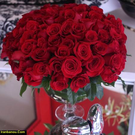 رز رونده مینیاتوری