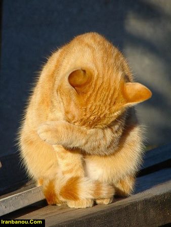 بی حال شدن گربه