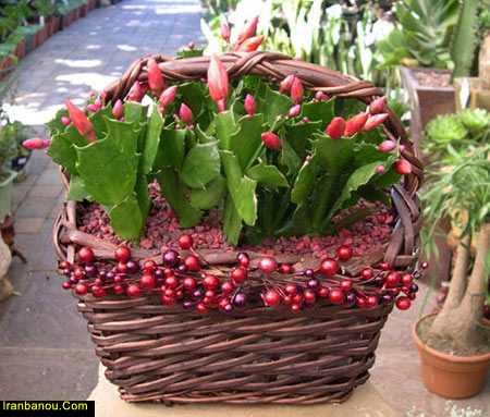 طرز تهیه آب کاکتوس فواید کاکتوس در اتاق خواب