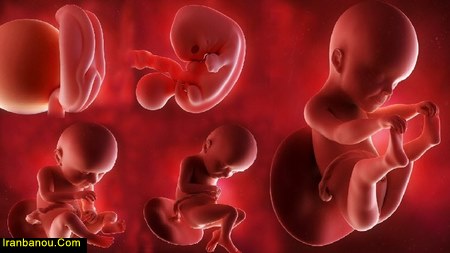 علائم تشکیل نشدن قلب جنین ، تشکیل قلب جنین تغذیه مناسب برای تشکیل قلب جنین