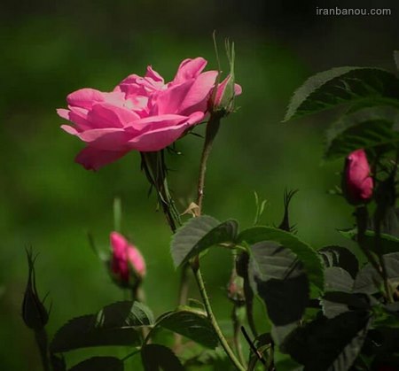  عکس پروفایل گلها