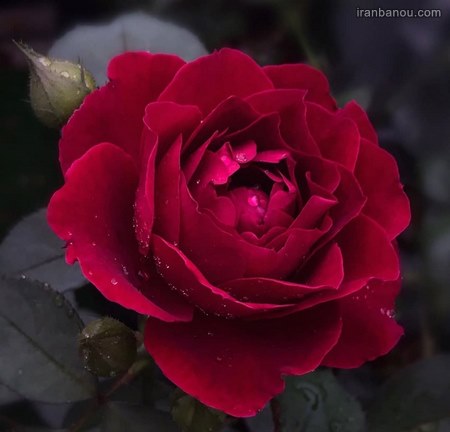  عکس پروفایل گل عاشقانه