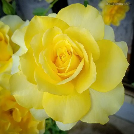  عکس عاشقانه گل رز
