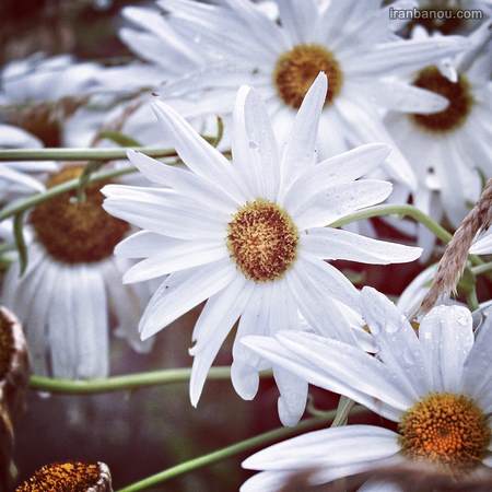  عکس گل نوشته دار عاشقانه