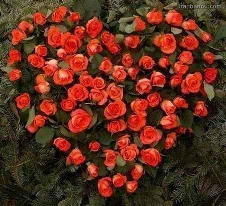  عکس گل نوشته دار