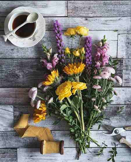  عکس گلهای زیبای جهان