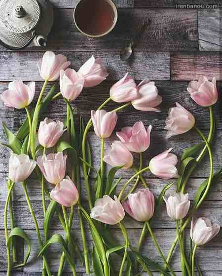  عکس دسته گلهای بسیار زیبا