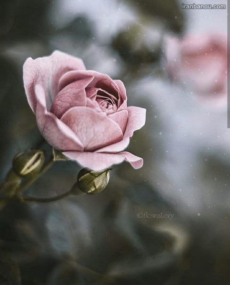  عکس گل برای پروفایل واتساپ
