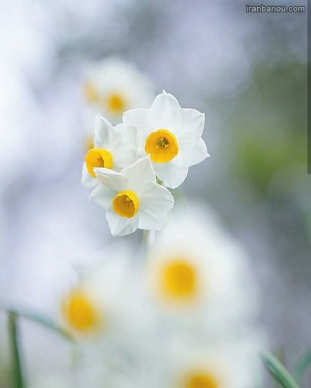  عکس گل رز سفید و قرمز
