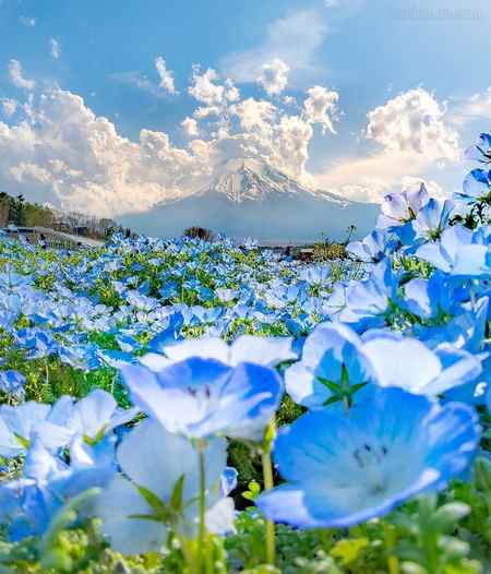  عکس گلهای زیبای جهان