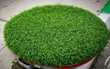 سبزه گاو دانه 