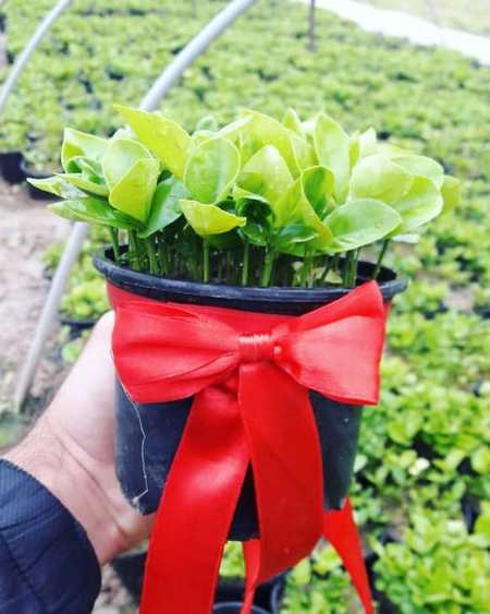 تزیین سبزه عید برای عروس کاشت سبزه روی یونولیت