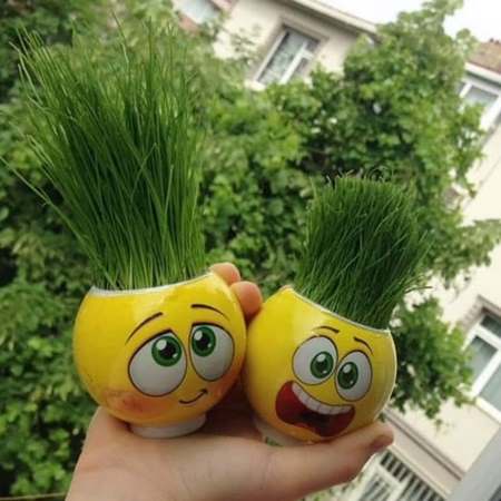 کاشت سبزه روی یونولیت سبزه خاکشیر روی اسفنج