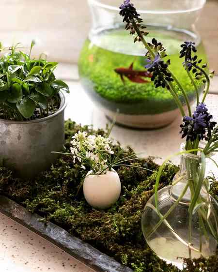 تزیین سبزه عید برای عروس عکس سبزه عید